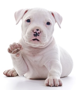 Cute photo of Hospitality Hound