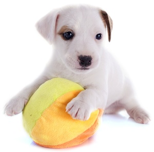 Cute photo of Hospitality Hound