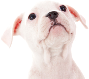 Cute photo of Hospitality Hound