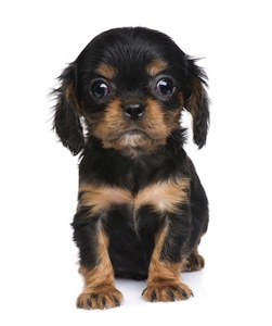 Cute photo of Hospitality Hound