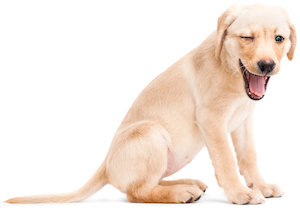 Cute photo of Hospitality Hound