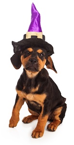 Cute photo of Hospitality Hound