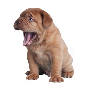 Cute photo of Hospitality Hound
