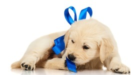 Cute photo of Hospitality Hound