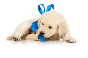 Cute photo of Hospitality Hound