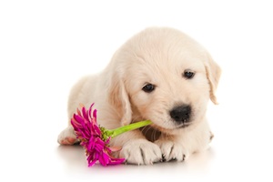 Cute photo of Hospitality Hound