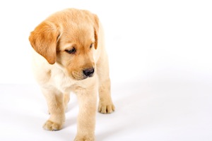 Cute photo of Hospitality Hound