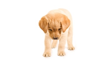 Cute photo of Hospitality Hound