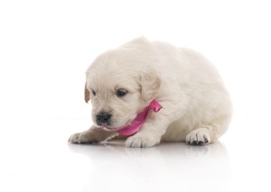 Cute photo of Hospitality Hound