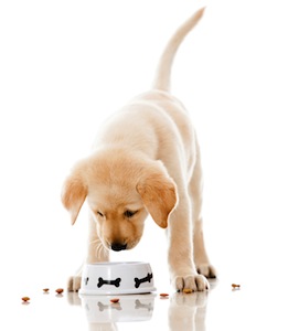 Cute photo of Hospitality Hound