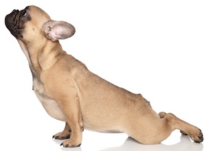 Cute photo of Hospitality Hound