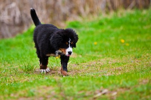 Cute photo of Hospitality Hound