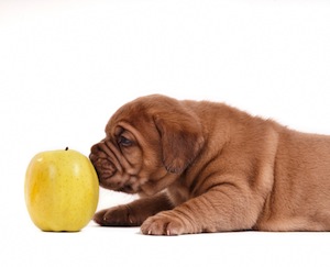 Cute photo of Hospitality Hound