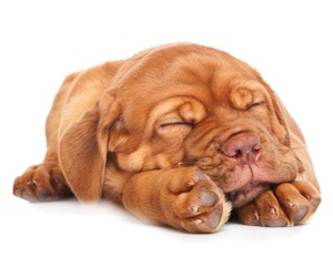 Cute photo of Hospitality Hound