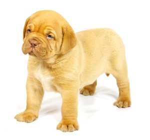 Cute photo of Hospitality Hound