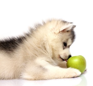 Cute photo of Hospitality Hound