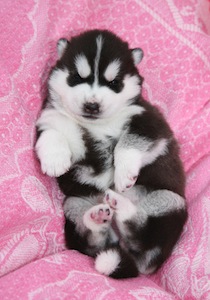 Cute photo of Hospitality Hound