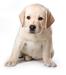Cute photo of Hospitality Hound