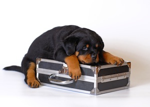 Cute photo of Hospitality Hound