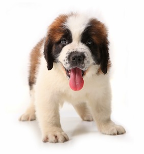 Cute photo of Hospitality Hound