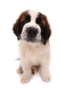 Cute photo of Hospitality Hound