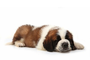 Cute photo of Hospitality Hound