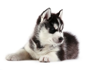Cute photo of Hospitality Hound